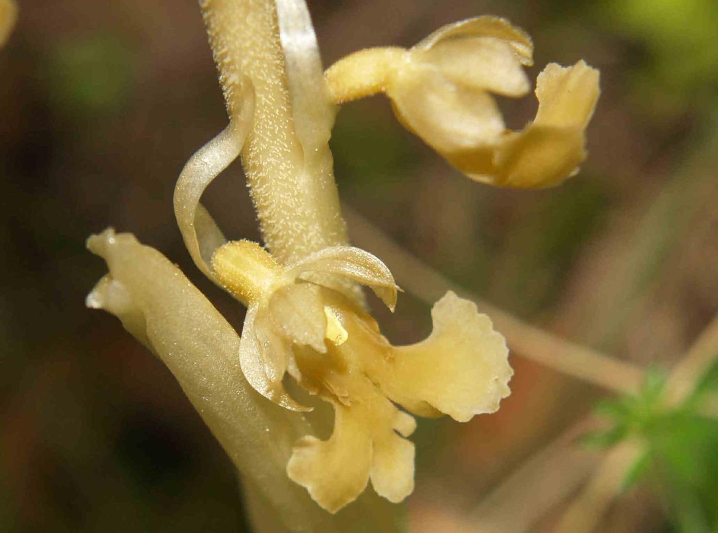 Orchid, Birds nest flower